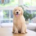 纯种金毛幼犬狗活体金毛寻回犬导盲犬