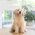 纯种金毛幼犬狗活体金毛寻回犬导盲犬