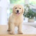 纯种金毛幼犬狗活体金毛寻回犬导盲犬