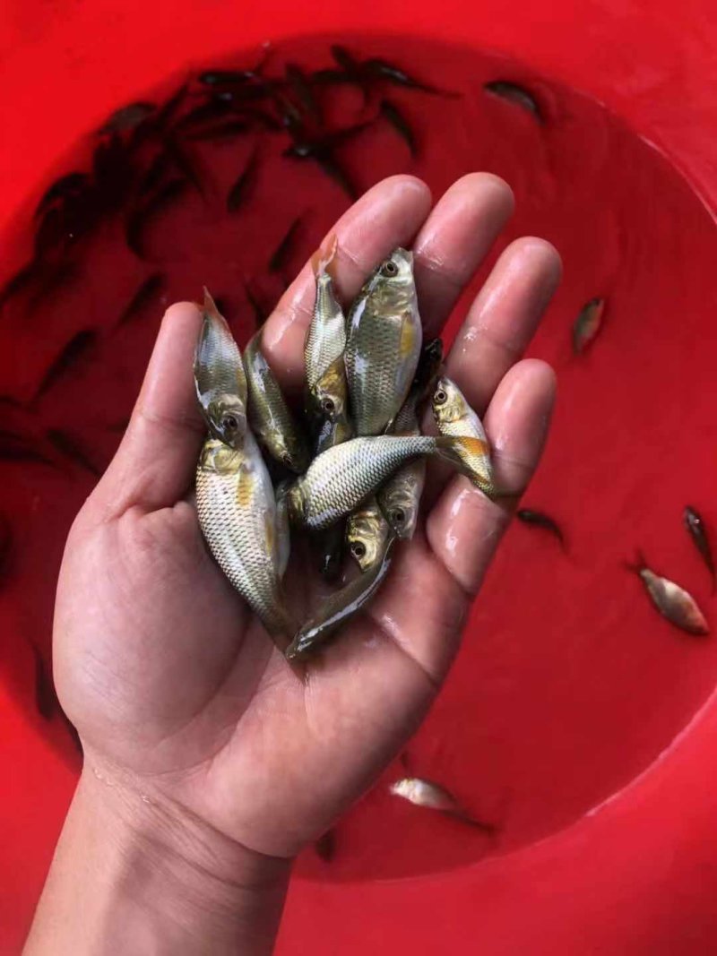 水产种苗鲤鱼苗稻田鲤鱼禾花鲤鱼苗批发基地