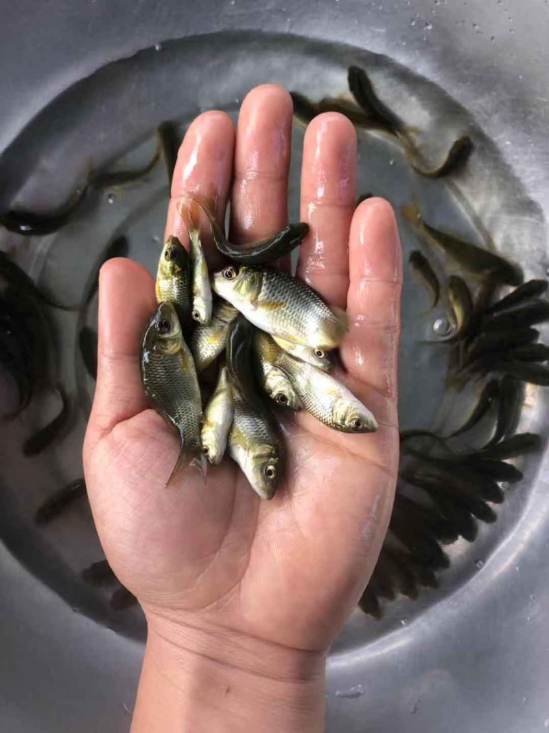 水产种苗鲤鱼苗稻田鲤鱼禾花鲤鱼苗批发基地