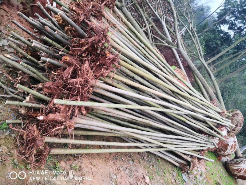 供应4-5公分截杆小栾树，大量现货，欢迎联系我