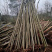 供应4-5公分截杆小栾树，大量现货，欢迎联系我