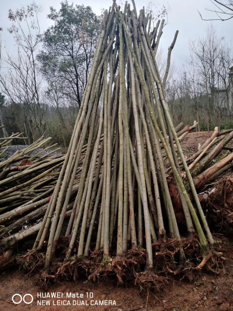 供应4-5公分截杆小栾树，大量现货，欢迎联系我