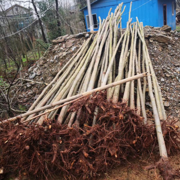供应4-5公分截杆小栾树，大量现货，欢迎联系我
