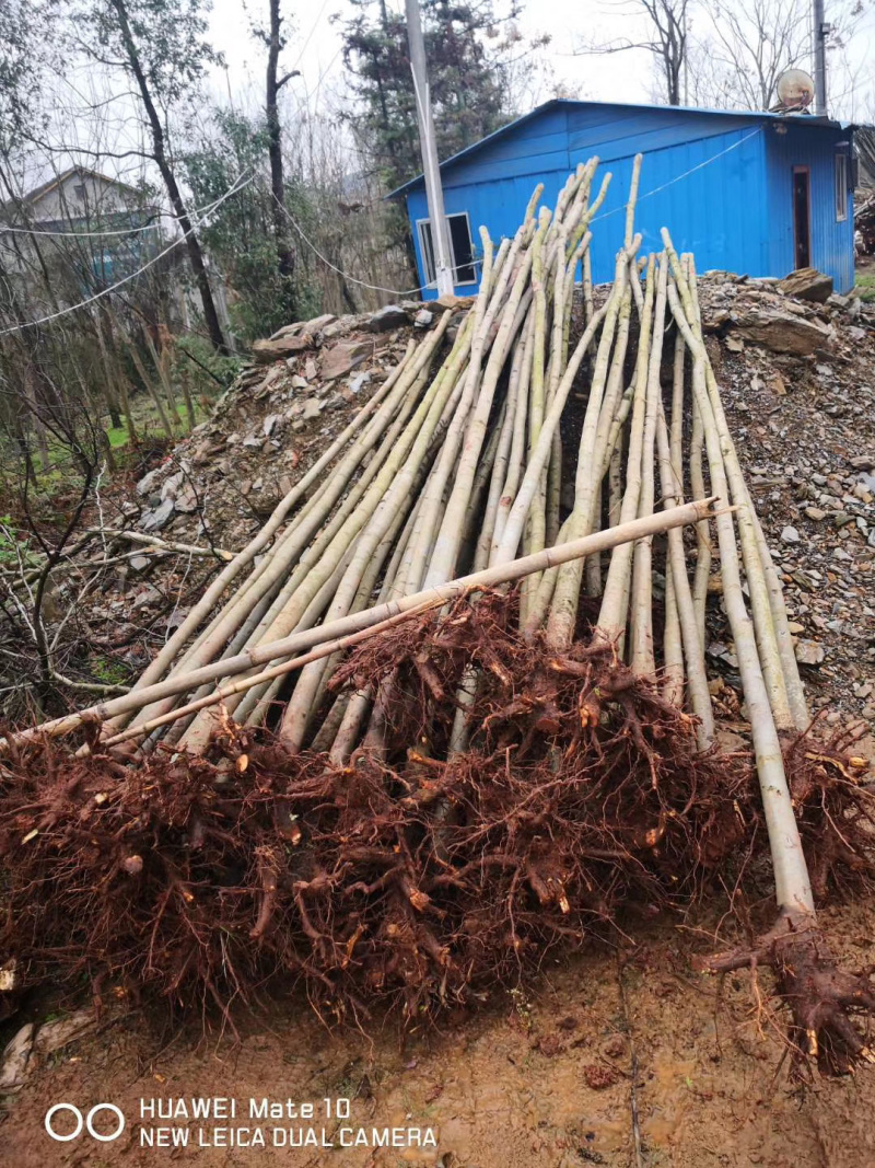 供应4-5公分截杆小栾树，大量现货，欢迎联系我