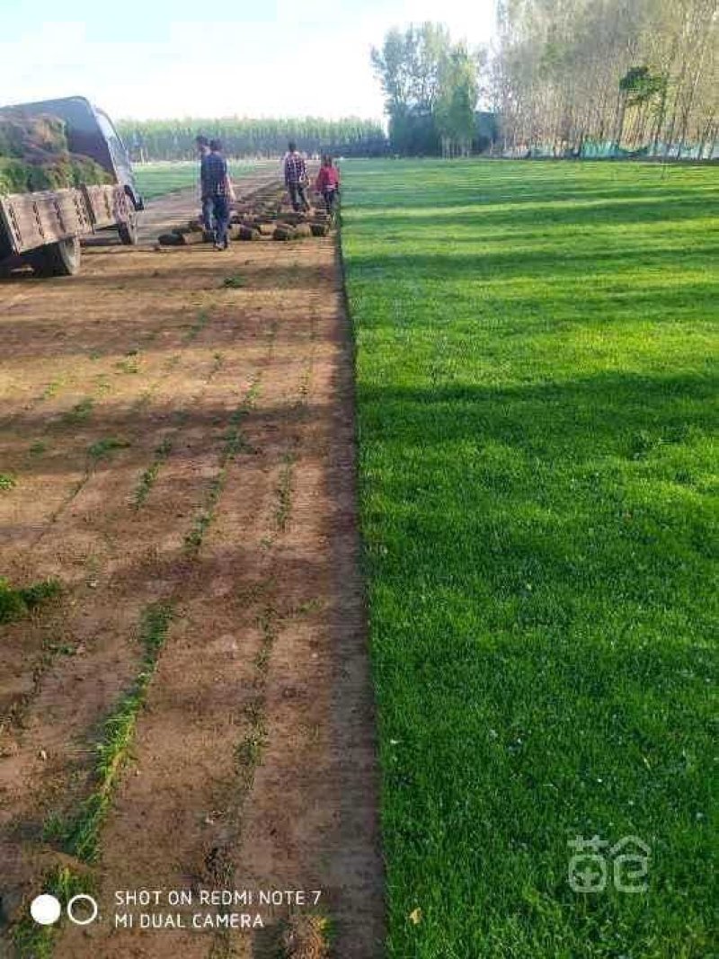 草坪草种高羊茅护坡草坪四季常青草坪宿根花卉早熟禾紫羊茅果