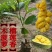 榴莲蜜苗欢迎新老客户到场地考察，大量有苗供应