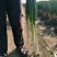 长白大葱
