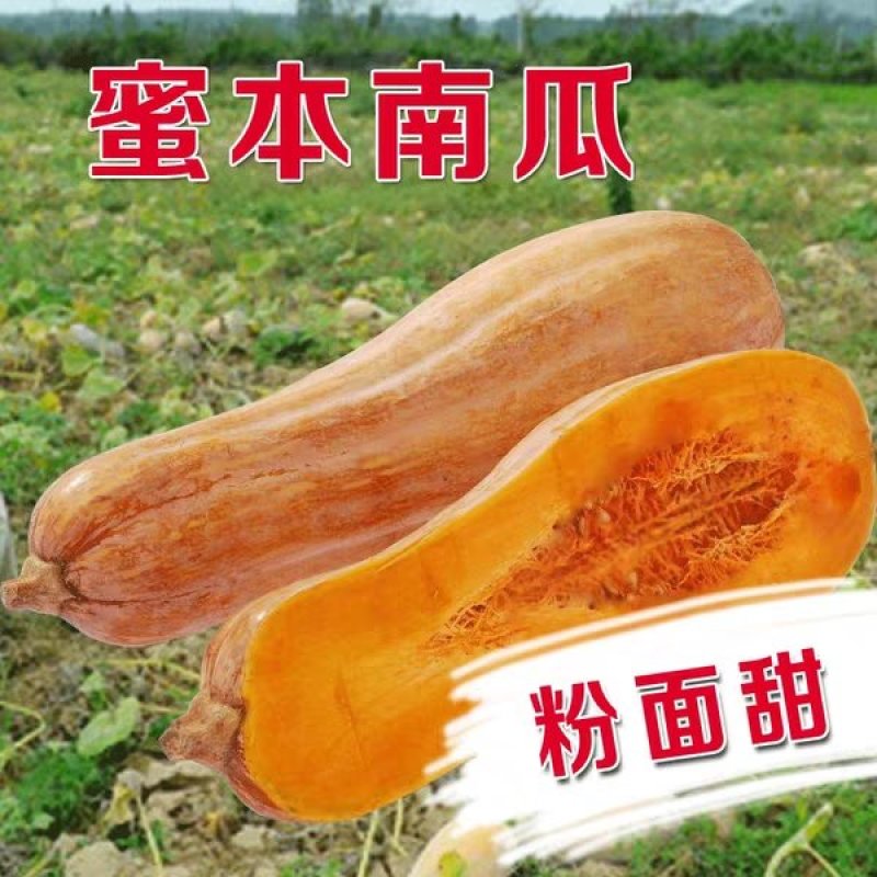 蜜本南瓜种子香甜早熟高产南瓜种籽品质好