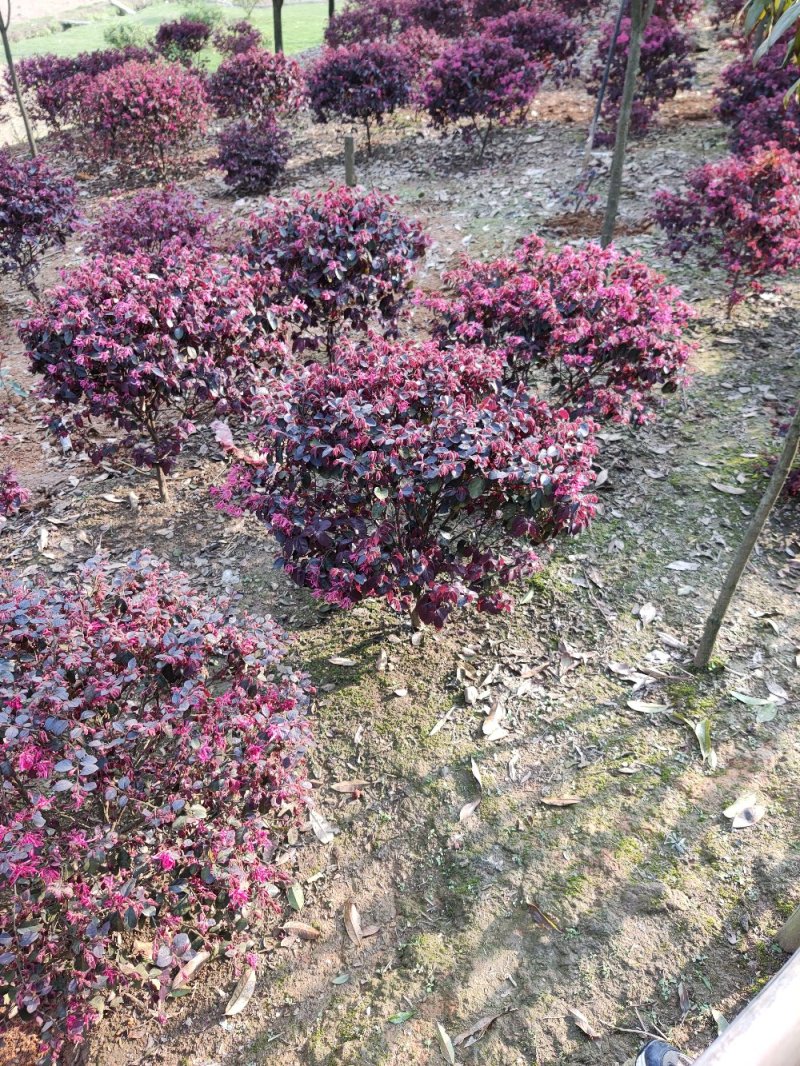 红花继木，各种大小规格。。