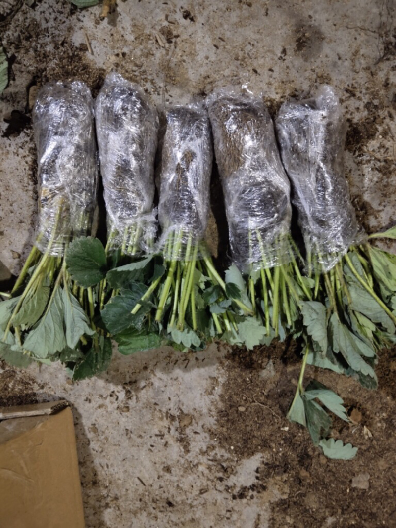 红颜，章姬，奶油，四季，甜宝，京藏品种多多