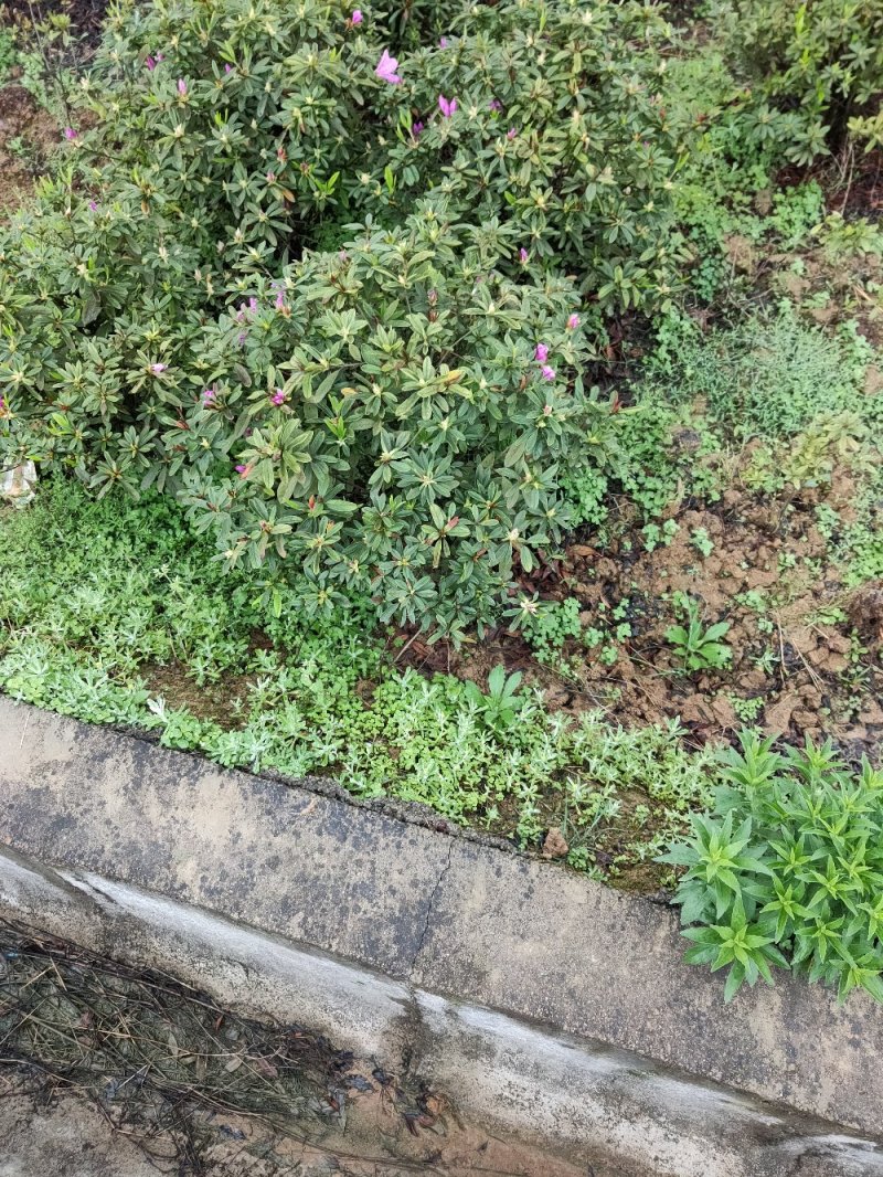 杜鹃球，毛球，精球，各种规格。