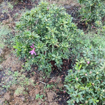 杜鹃球，毛球，精球，各种规格。