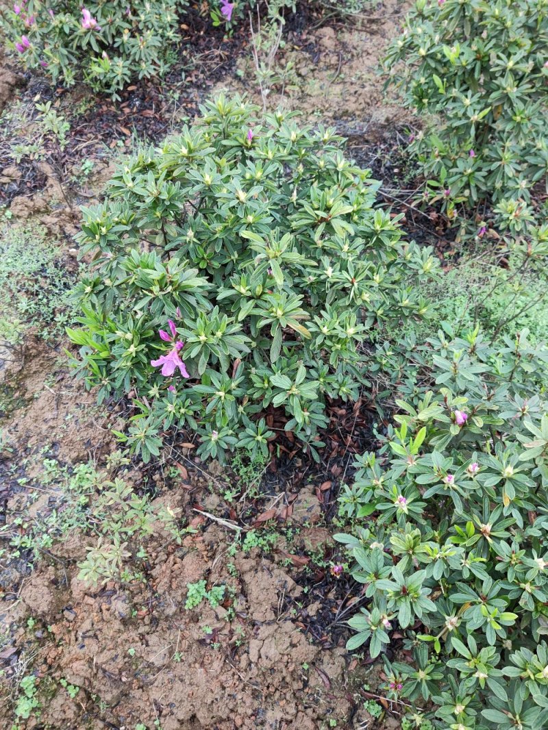 杜鹃球，毛球，精球，各种规格。