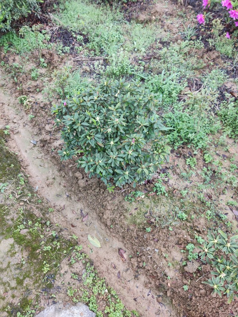 杜鹃球，毛球，精球，各种规格。