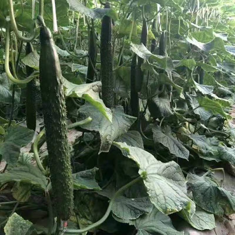 密刺黄瓜，新鲜采摘，商超供应，保质保量，全国发货中
