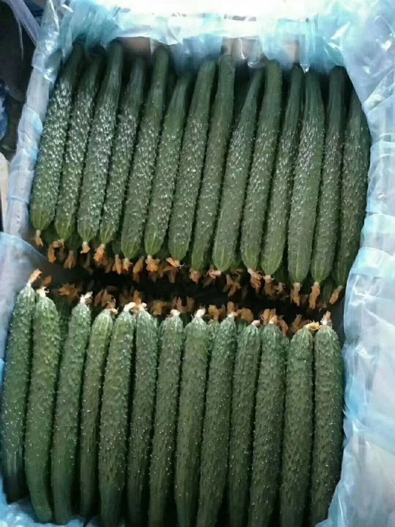 密刺黄瓜，新鲜采摘，商超供应，保质保量，全国发货中