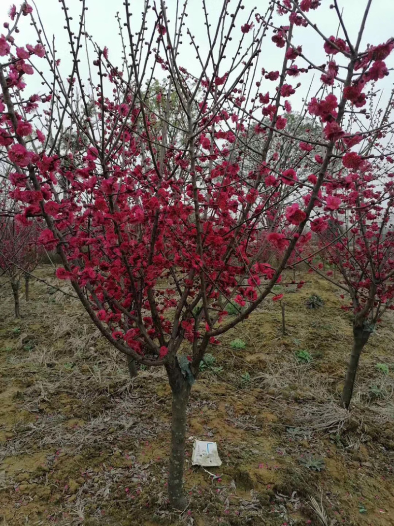 红梅
