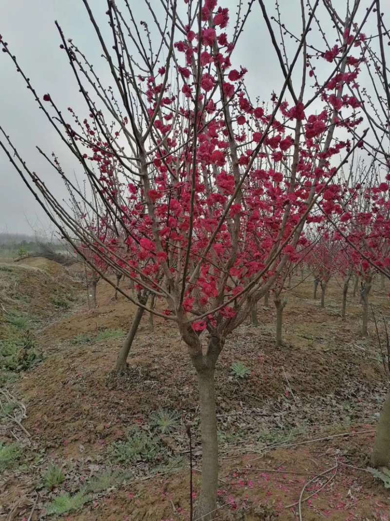红梅