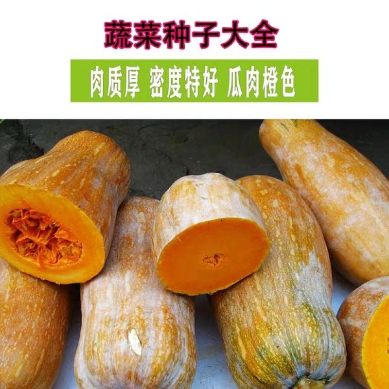 蜜本南瓜种子香甜早熟高产南瓜种籽品质好