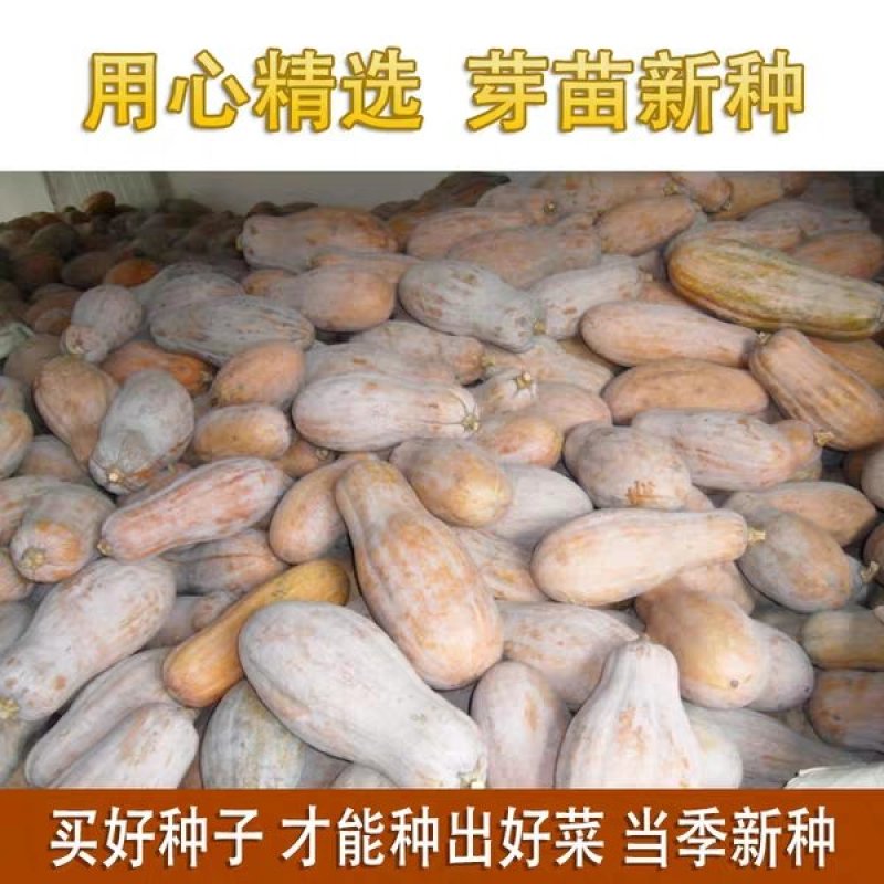 蜜本南瓜种子香甜早熟高产南瓜种籽品质好