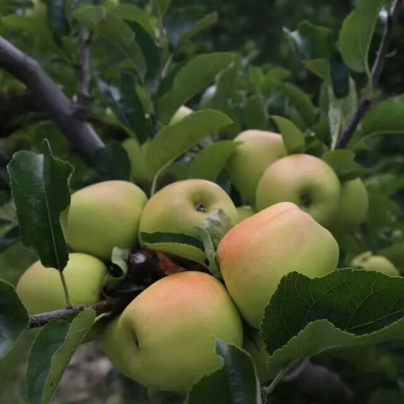 小金苹果青苹果高原苹果冰糖心丑苹果一件代发