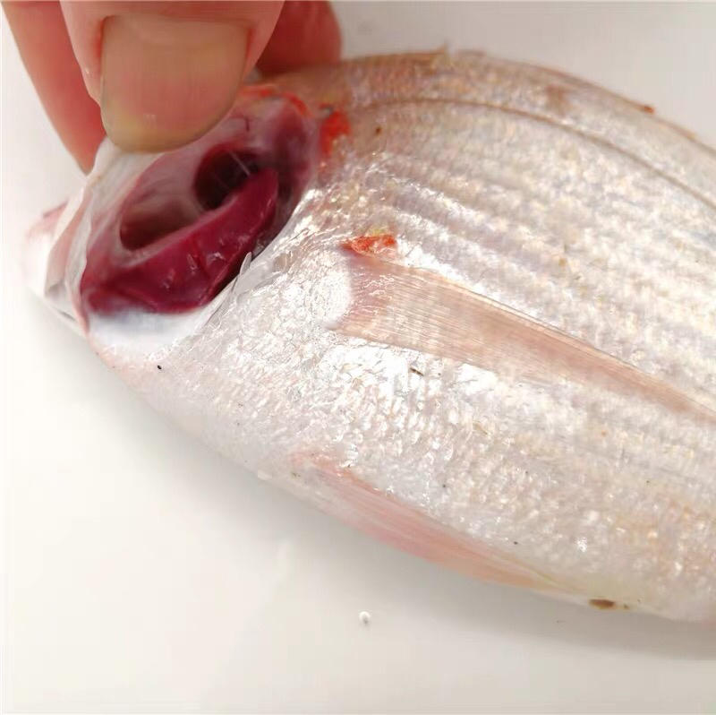 东山岛海钓赤粽鱼真鲷鱼3-4条/斤清蒸酱油水