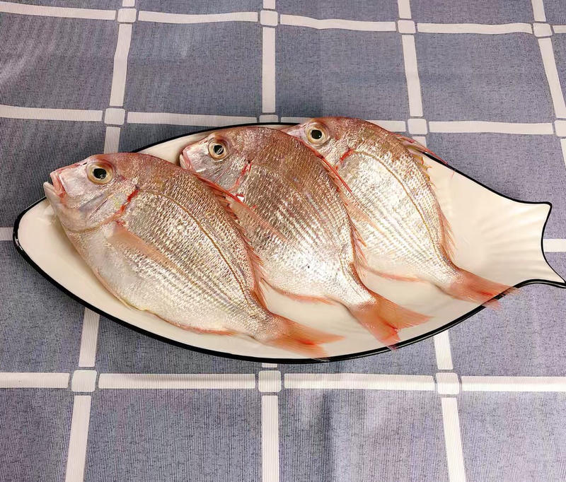 东山岛海钓赤粽鱼真鲷鱼3-4条/斤清蒸酱油水
