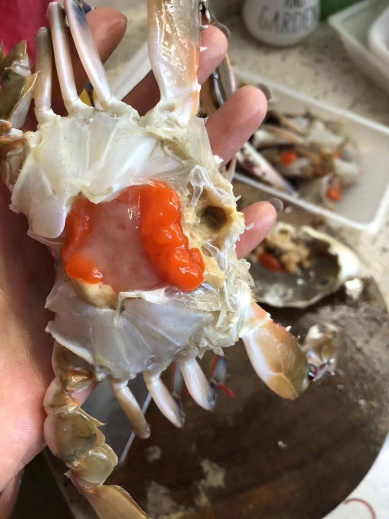 特挑带膏三点蟹母蟹梭子蟹三目蟹3-4条
