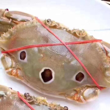 特挑带膏三点蟹母蟹梭子蟹三目蟹3-4条