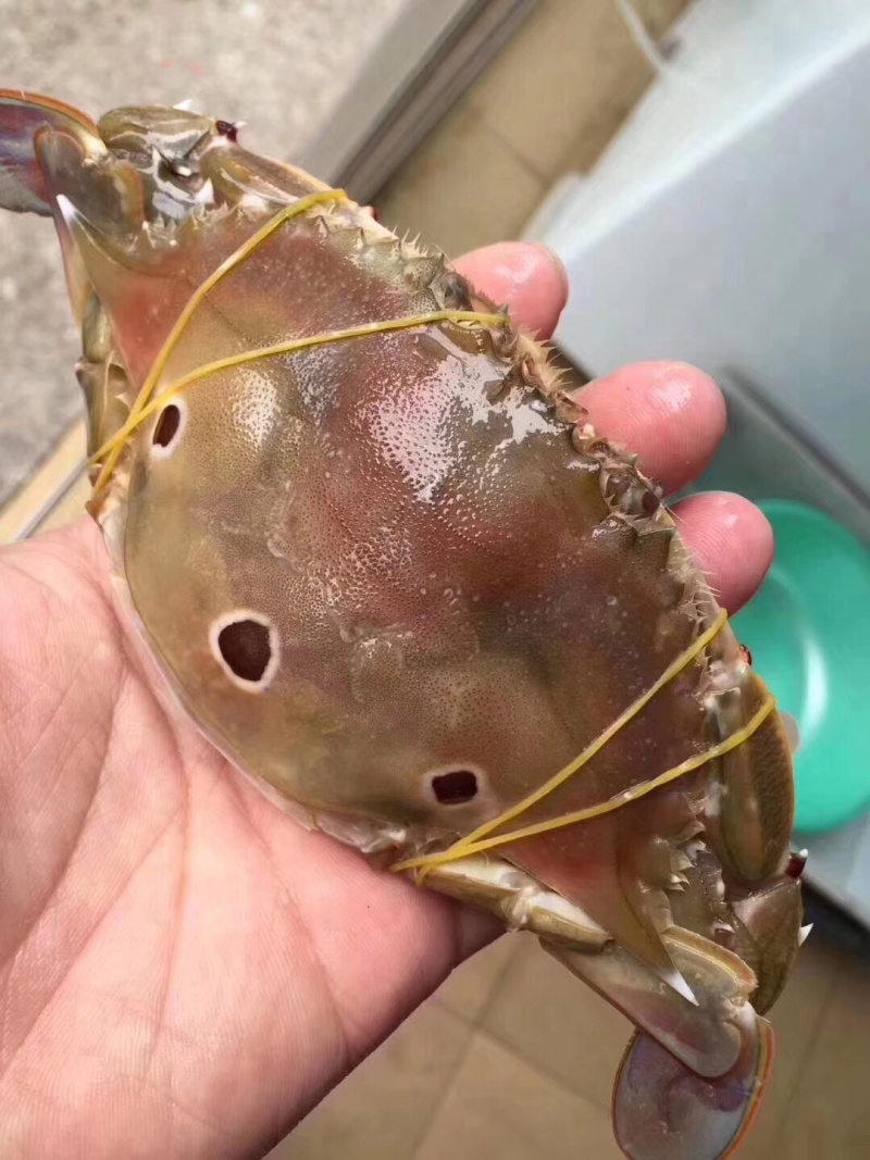 特挑带膏三点蟹母蟹梭子蟹三目蟹3-4条