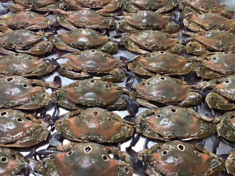 特挑带膏三点蟹母蟹梭子蟹三目蟹3-4条
