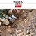 限时抢购云南昭通天麻批发只卖好货诚信为本。一斤也是批发价