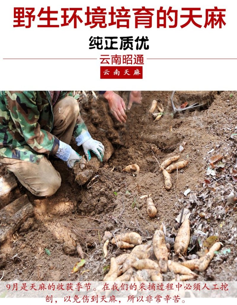 限时抢购云南昭通天麻批发只卖好货诚信为本。一斤也是批发价