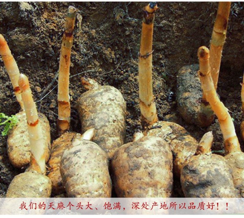 限时抢购云南昭通天麻批发只卖好货诚信为本。一斤也是批发价