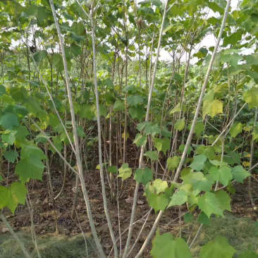 ◣木芙蓉_木芙蓉◢🔥大量销售中🔥🔥
