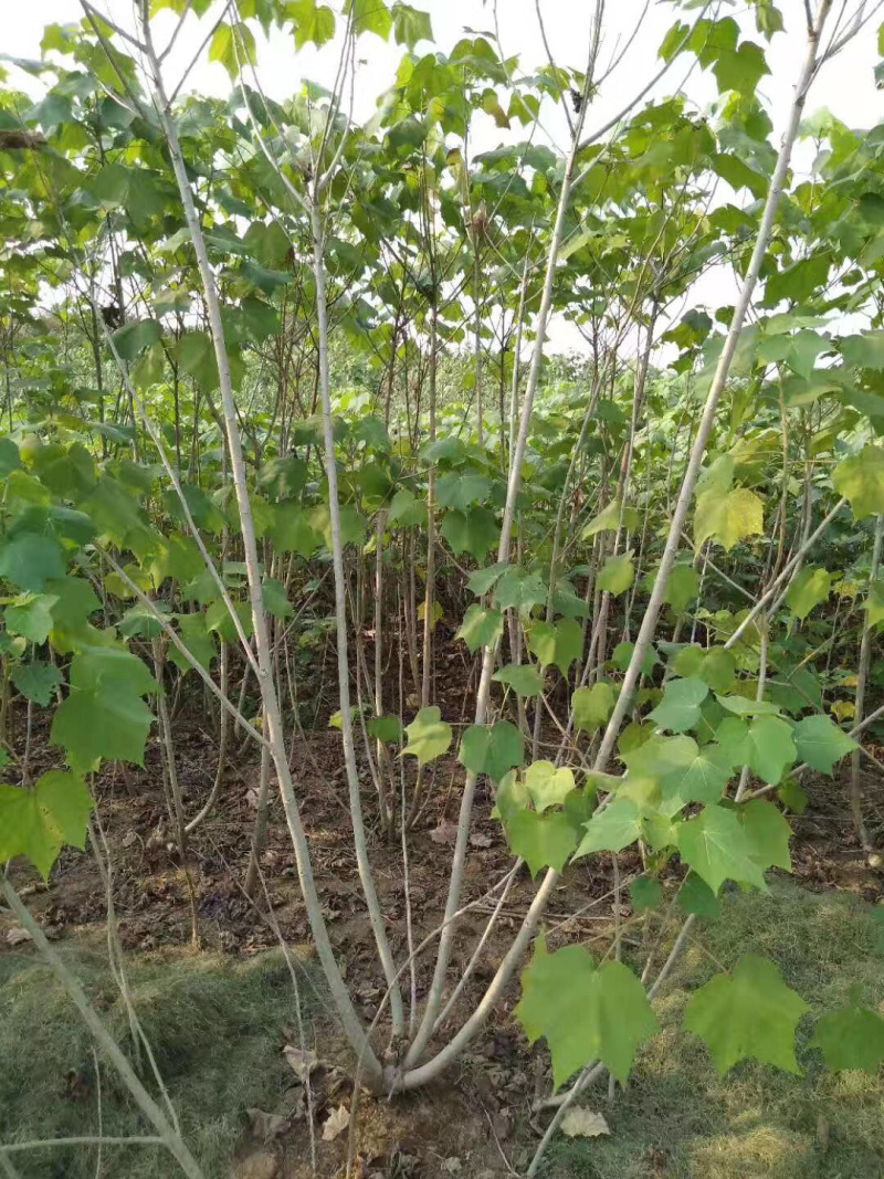 ◣木芙蓉_木芙蓉◢🔥大量销售中🔥🔥