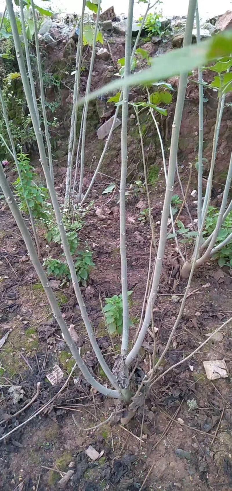 ◣木芙蓉_木芙蓉◢🔥大量销售中🔥🔥