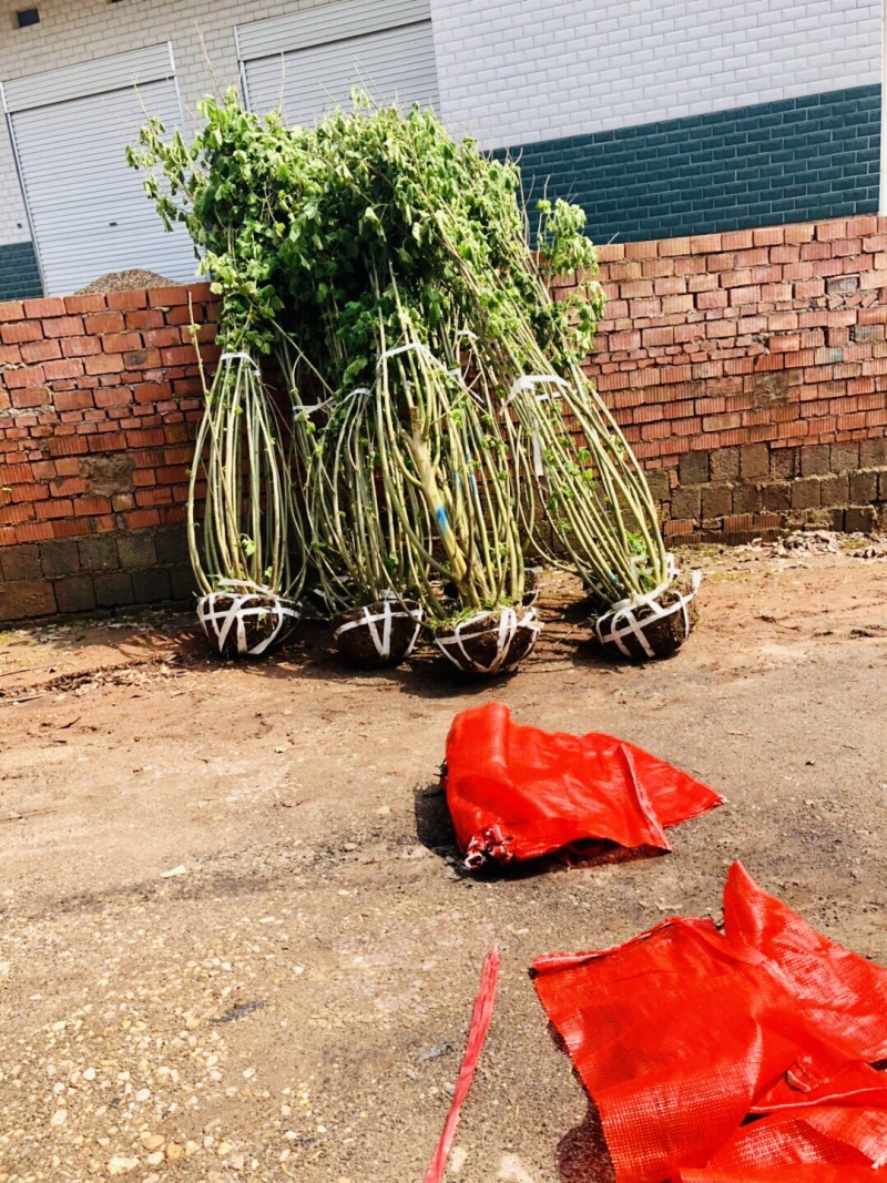 ◣木芙蓉_木芙蓉◢🔥大量销售中🔥🔥