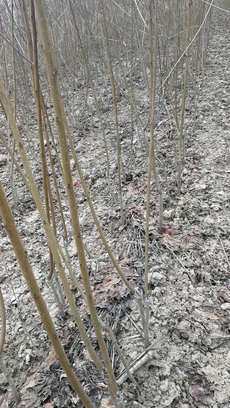 红叶碧桃，河南鄢陵货源。自己苗圃一手货源无中介。