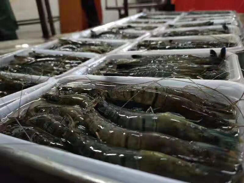 生冻黑虎虾250g/盒8-10头草虾