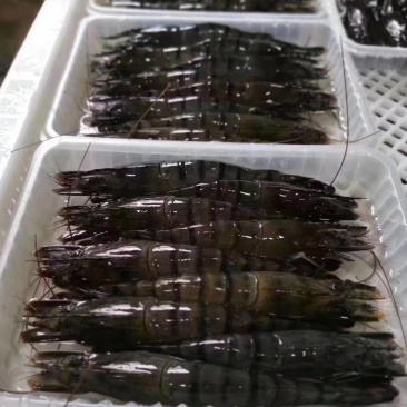 生冻黑虎虾250g/盒8-10头草虾