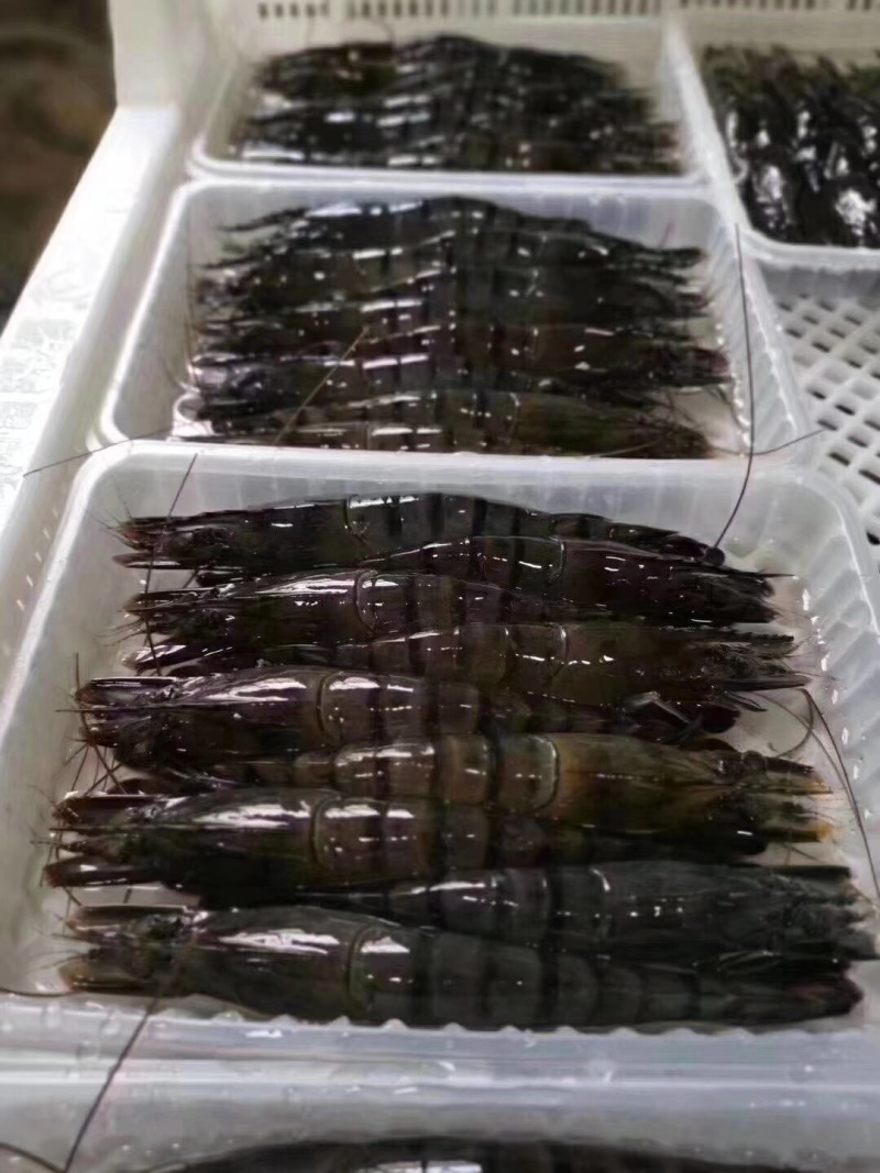 生冻黑虎虾250g/盒8-10头草虾