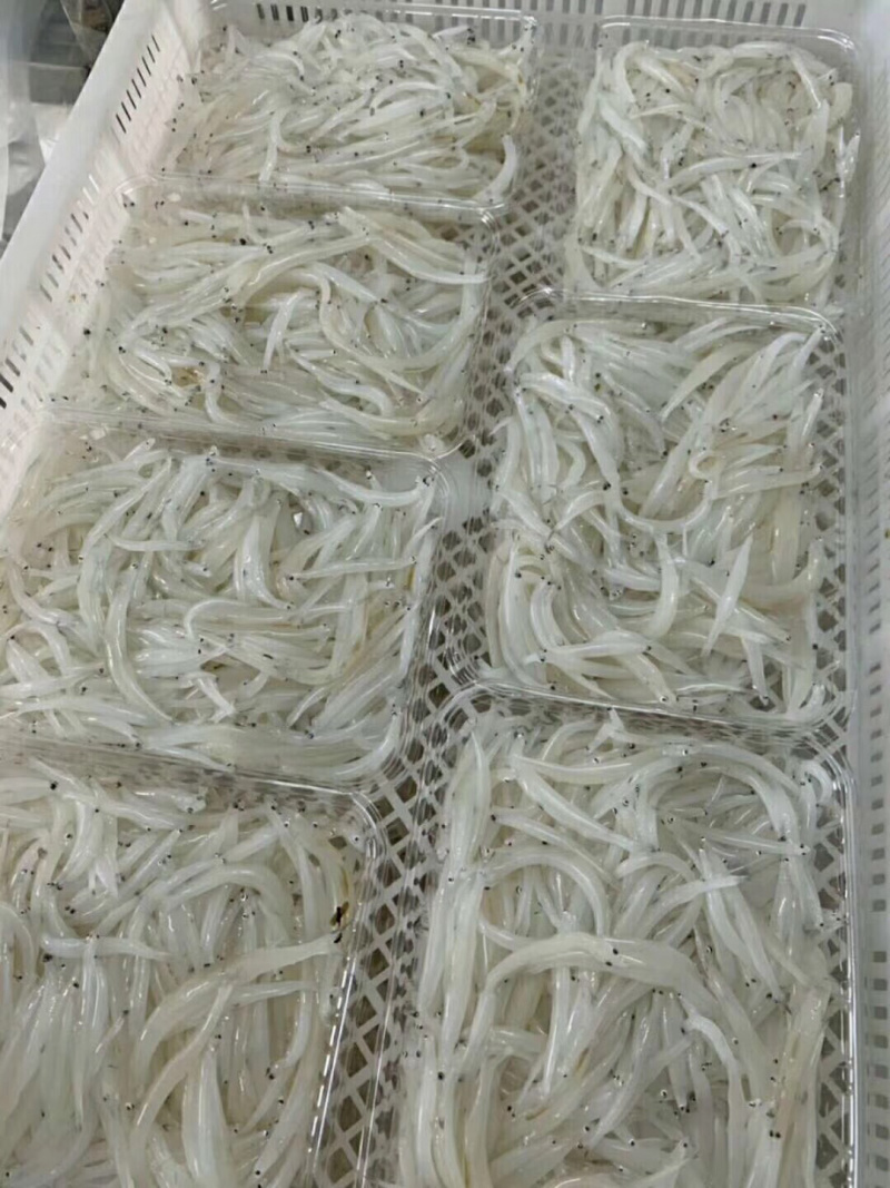 新鲜小银鱼长寿鱼200g/盒海鲜辅食