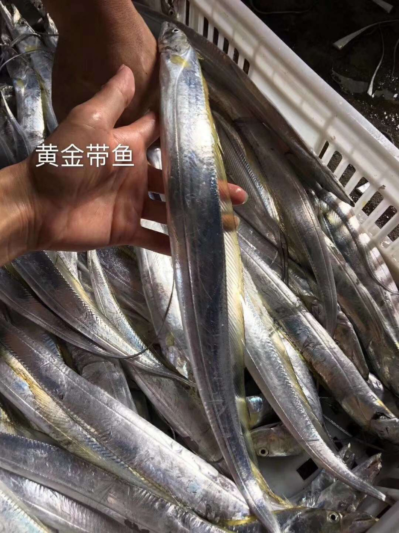 本港黑眼带鱼小船作业去齿去尾切段400g一盒