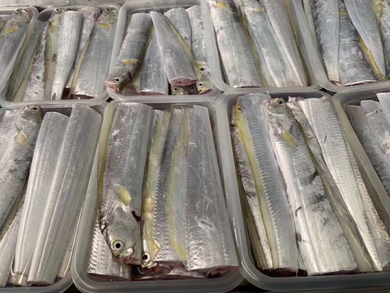 本港黑眼带鱼小船作业去齿去尾切段400g一盒