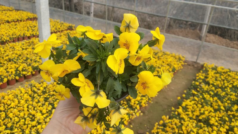 角堇耐寒花色多花海