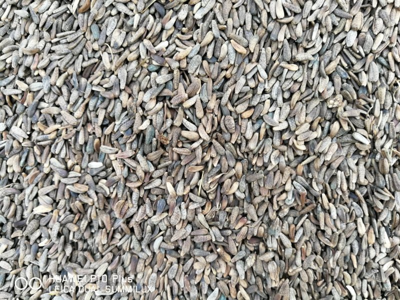 牛蒡种子产地供货技术支持欢迎您选购