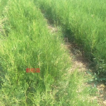 【现挖现发】山西侧柏小苗，20公分-30公分侧柏苗，基地直发